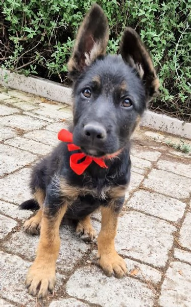 EVITIAMO IL CANILE A IGOR! | Foto 2