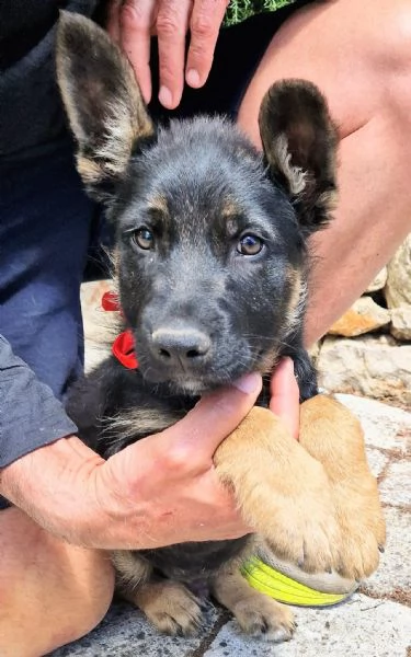 EVITIAMO IL CANILE A IGOR! | Foto 0