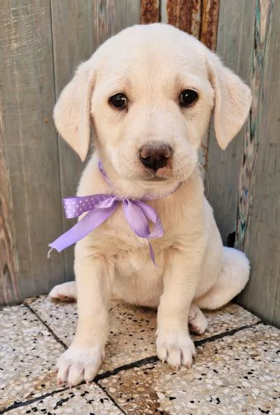 ADOTTIAMO LILLYBETH! | Foto 6