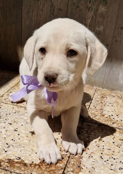 ADOTTIAMO LILLYBETH! | Foto 3
