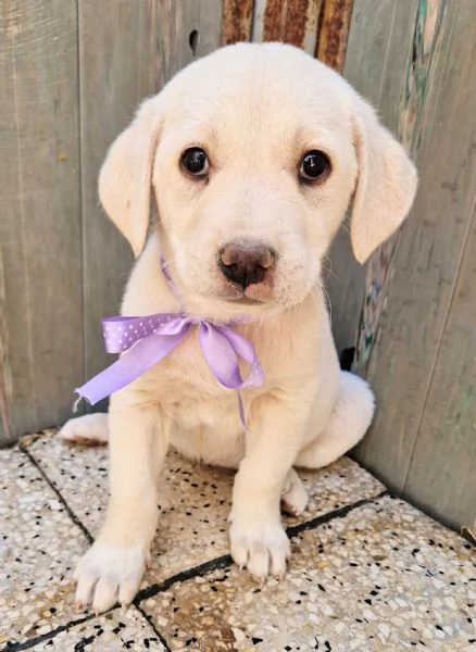 ADOTTIAMO LILLYBETH! | Foto 1