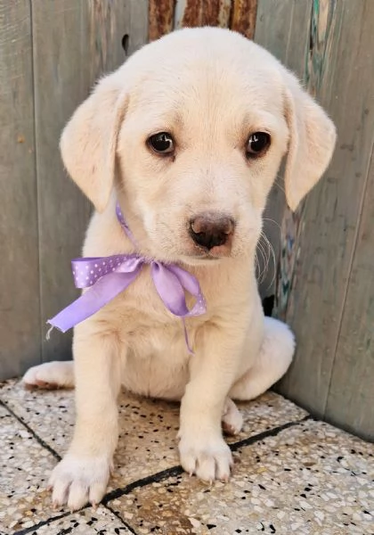 ADOTTIAMO LILLYBETH! | Foto 0