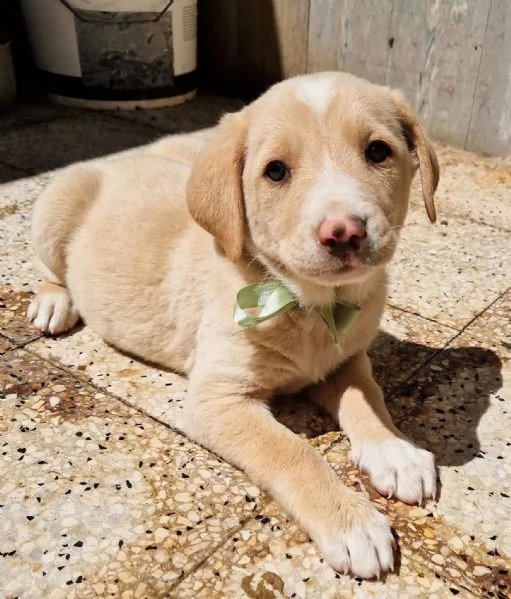 ADOTTIAMO DANIEL DAL CANILE!