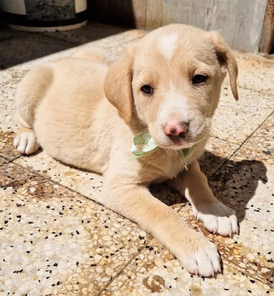 ADOTTIAMO DANIEL DAL CANILE! | Foto 5
