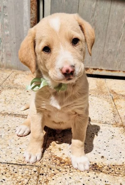 ADOTTIAMO DANIEL DAL CANILE! | Foto 4