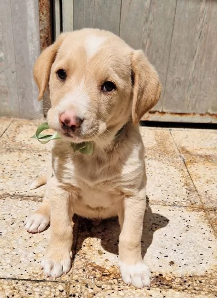 ADOTTIAMO DANIEL DAL CANILE! | Foto 2