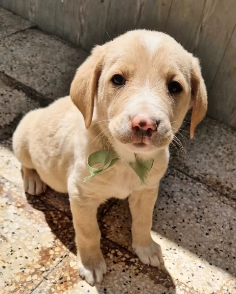 ADOTTIAMO DANIEL DAL CANILE! | Foto 1