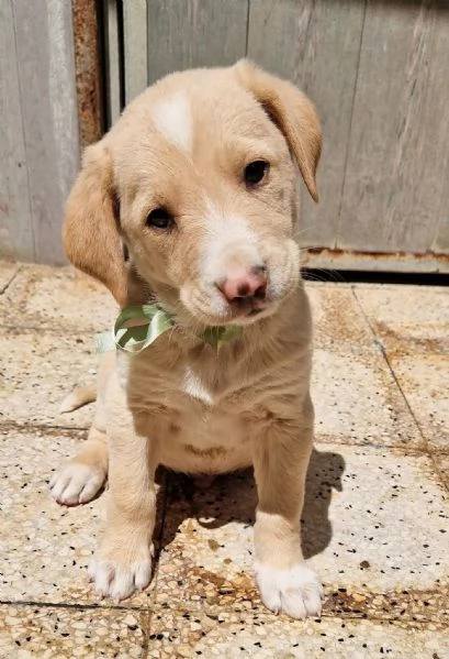 ADOTTIAMO DANIEL DAL CANILE! | Foto 0