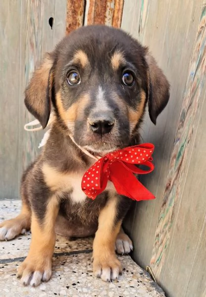 MOKA,IN CANILE! | Foto 5