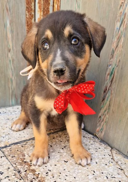 MOKA,IN CANILE! | Foto 4
