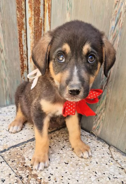 MOKA,IN CANILE! | Foto 3