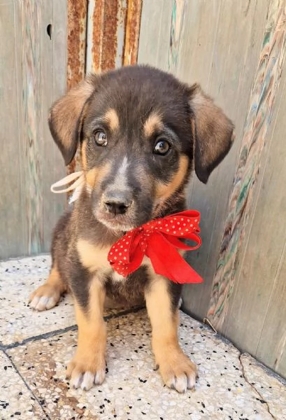 MOKA,IN CANILE! | Foto 2
