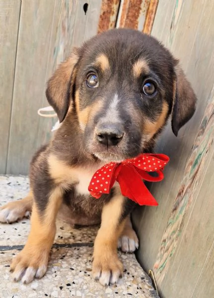 MOKA,IN CANILE! | Foto 1