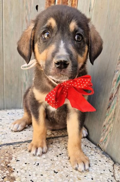 MOKA,IN CANILE! | Foto 0