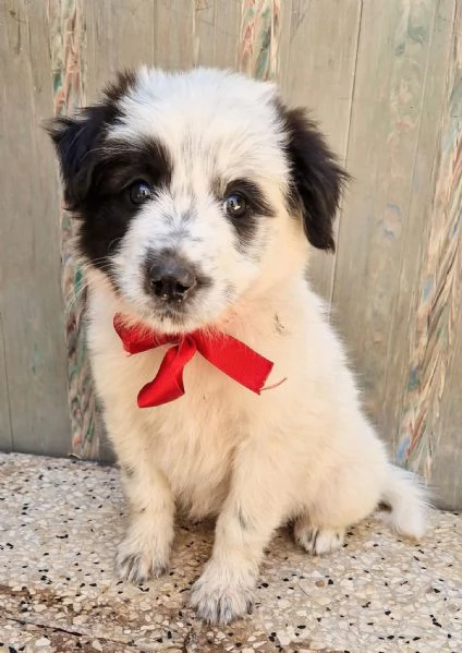 DOLLY IN CANILE! | Foto 4