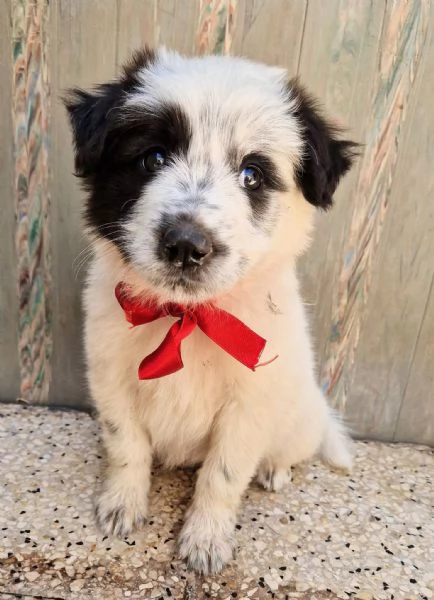 DOLLY IN CANILE! | Foto 3