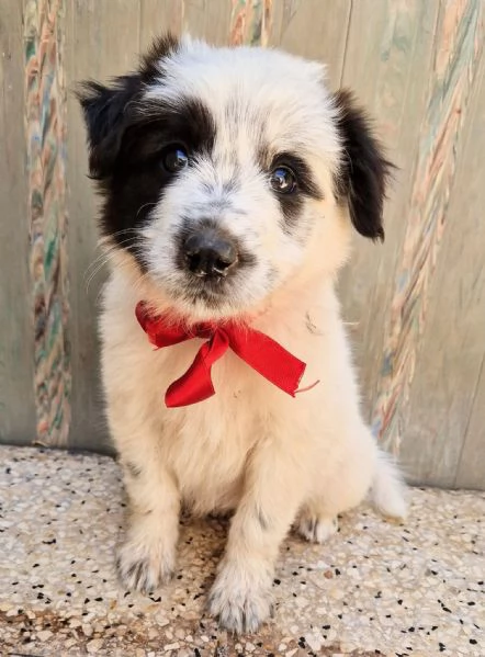 DOLLY IN CANILE! | Foto 0