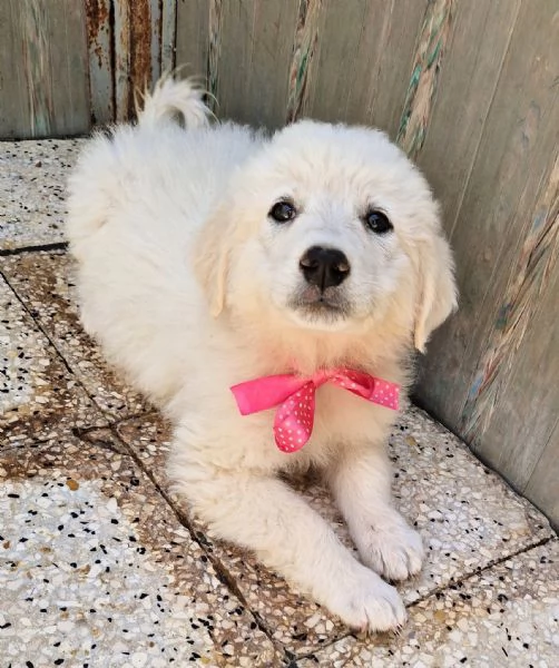 ADOTTA CLEO! | Foto 5