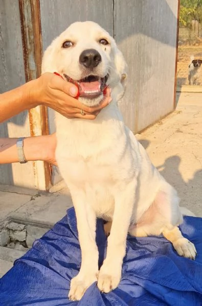 TEDDY,IN ADOZIONE DAL CANILE! | Foto 6