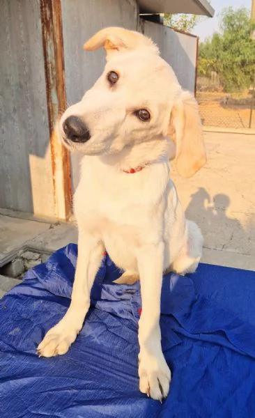 TEDDY,IN ADOZIONE DAL CANILE! | Foto 5