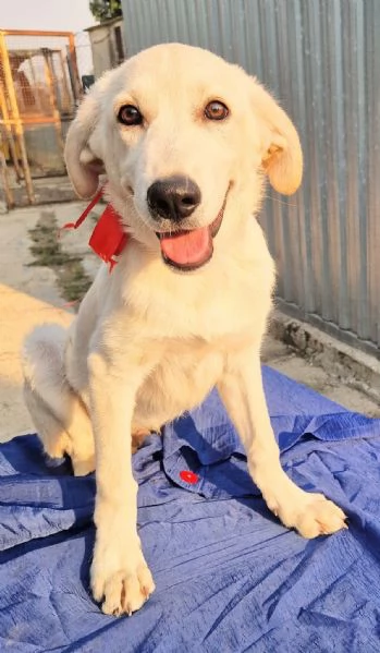 TEDDY,IN ADOZIONE DAL CANILE! | Foto 4