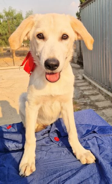 TEDDY,IN ADOZIONE DAL CANILE! | Foto 3