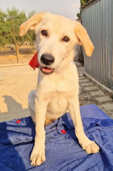 TEDDY,IN ADOZIONE DAL CANILE!