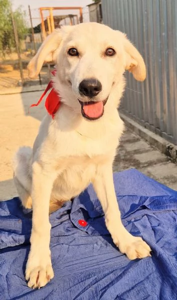 TEDDY,IN ADOZIONE DAL CANILE! | Foto 1