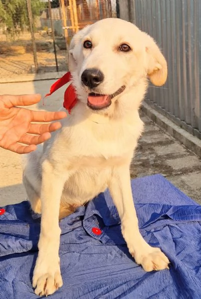 TEDDY,IN ADOZIONE DAL CANILE! | Foto 0