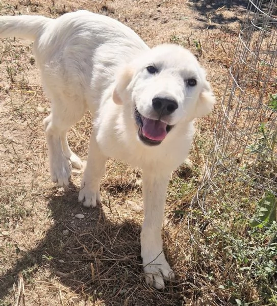 ADOTTIAMO NOAH! | Foto 4