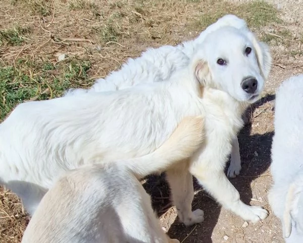 ADOTTIAMO NOAH! | Foto 0