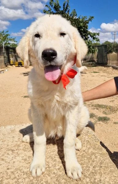 ADOTTA BURT DAL CANILE! | Foto 2