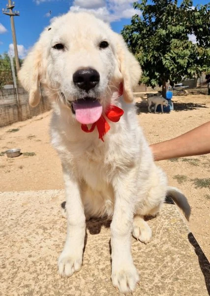 ADOTTA BURT DAL CANILE! | Foto 1