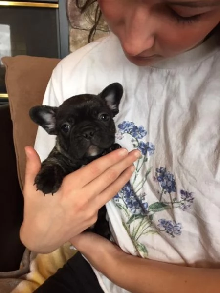 bouledogue bulldog francese maschio e femmina  | Foto 5