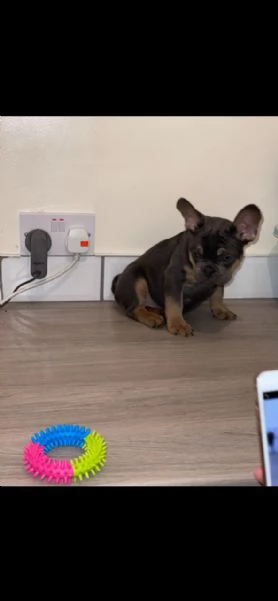 bouledogue bulldog francese maschio e femmina  | Foto 4