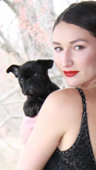 bouledogue bulldog francese maschio e femmina  | Foto 3