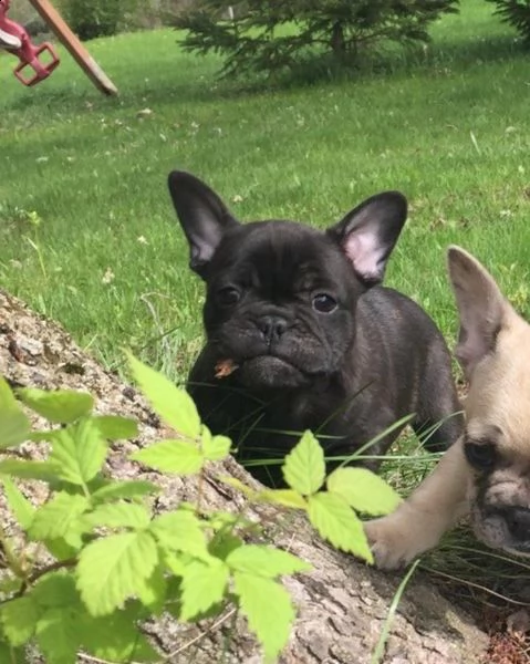 bouledogue bulldog francese maschio e femmina  | Foto 2