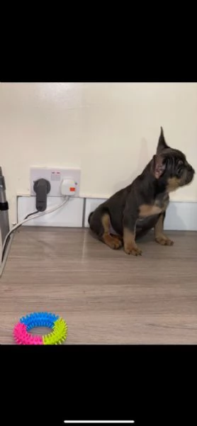 bouledogue bulldog francese maschio e femmina  | Foto 0