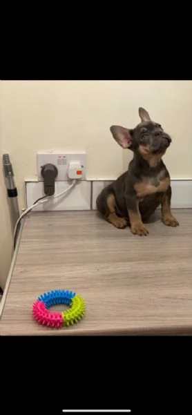 bouledogue bulldog francese maschio e femmina 