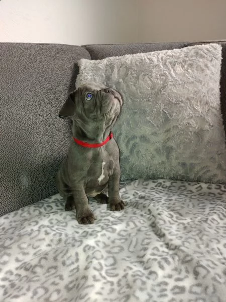 bouledogue francese blu