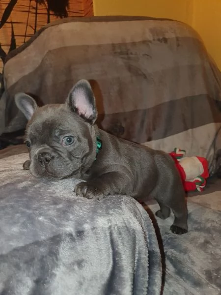 bouledogue francese blu | Foto 5