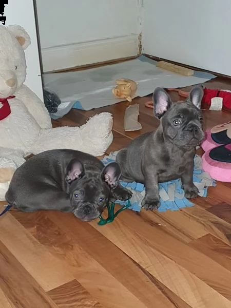 bouledogue francese blu | Foto 4