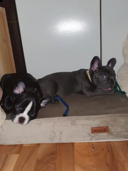 bouledogue francese blu | Foto 3
