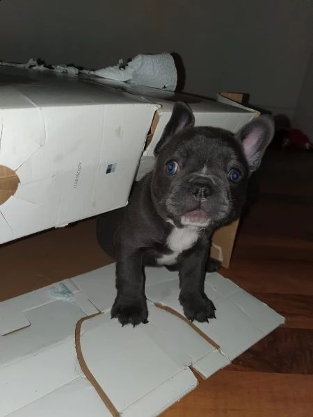 bouledogue francese blu | Foto 2