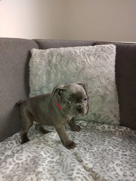 bouledogue francese blu | Foto 1