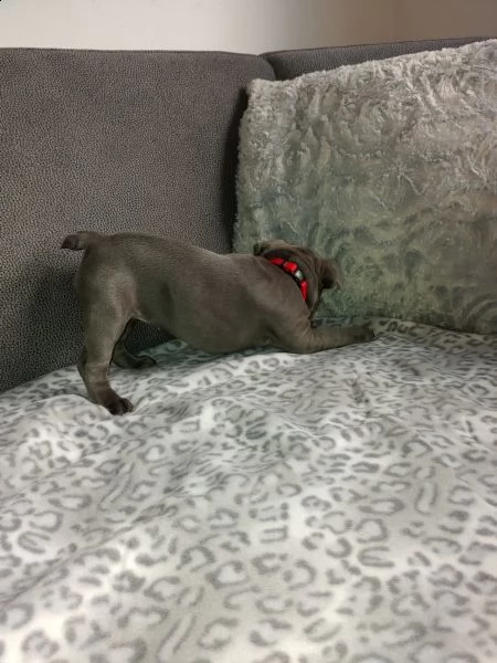 bouledogue francese blu | Foto 0