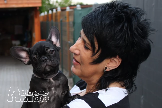 cuccioli di bouledogue francese con pedigree