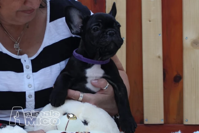 cuccioli di bouledogue francese con pedigree | Foto 0