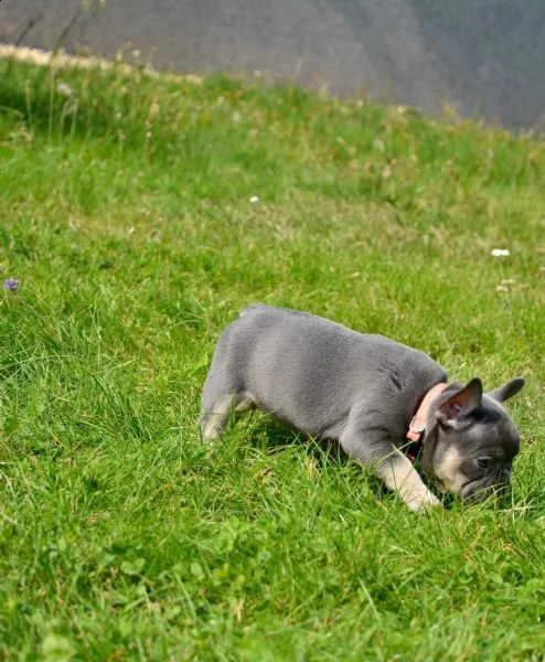 bouledogue francesi di alta genealogia | Foto 3