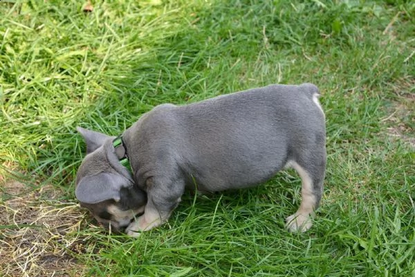 bouledogue francesi di alta genealogia | Foto 0